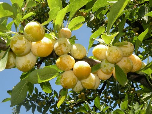 Mirabelles  Domaine de Sion